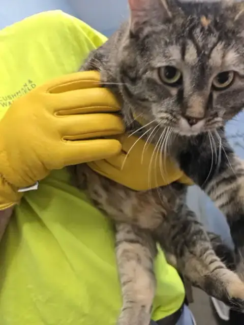 Tater