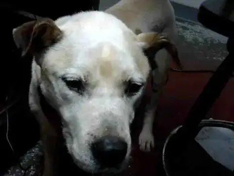 Amore