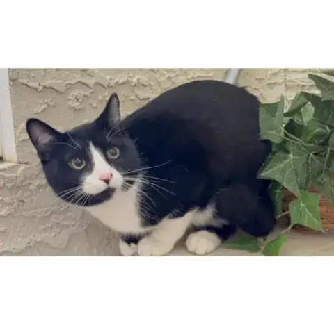 Tux Mcfluff photo 2