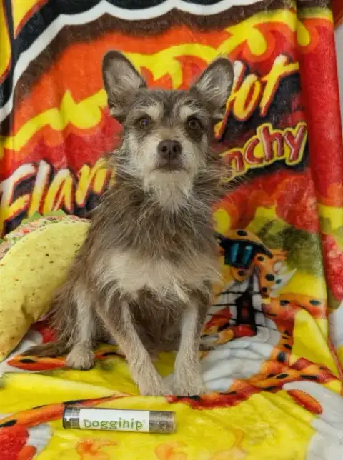 Snoop Dog