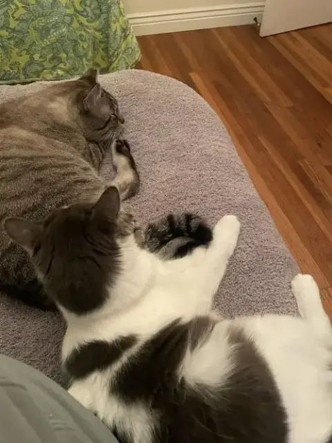Sweetie And Milo photo 3