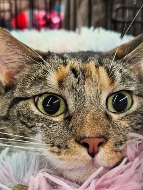 Mama Coco photo 3