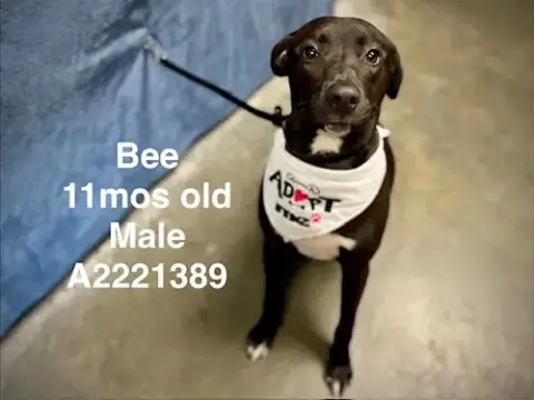 Bee