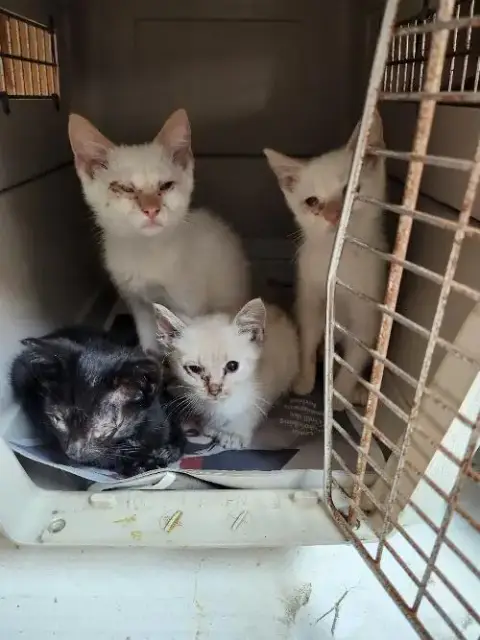Cat 27520 photo 4