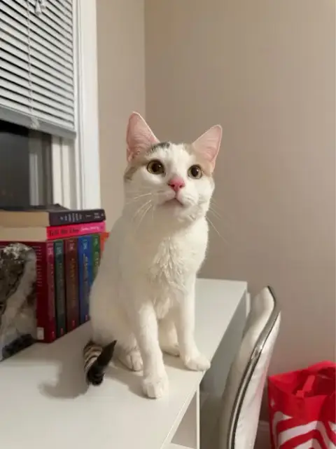 Nugget