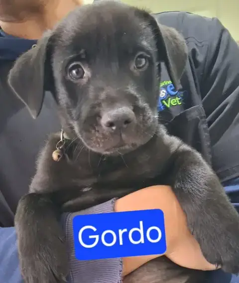 Gordo