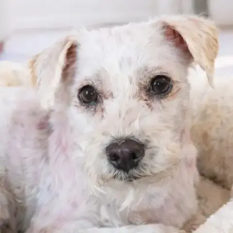 Bo