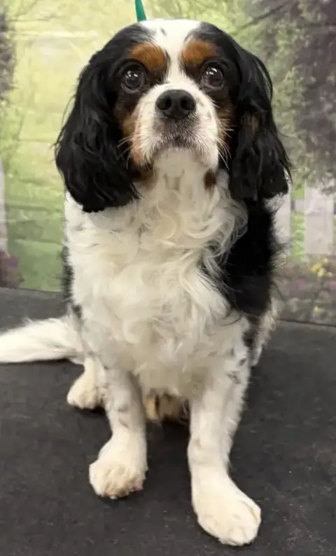 Oliver