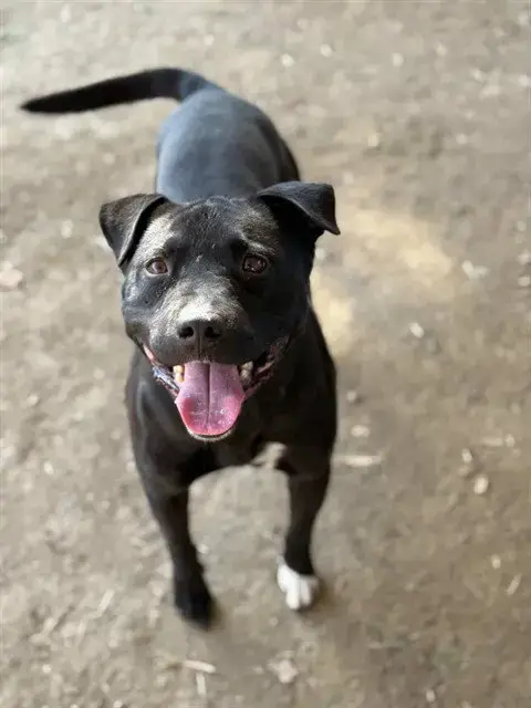 Duke
