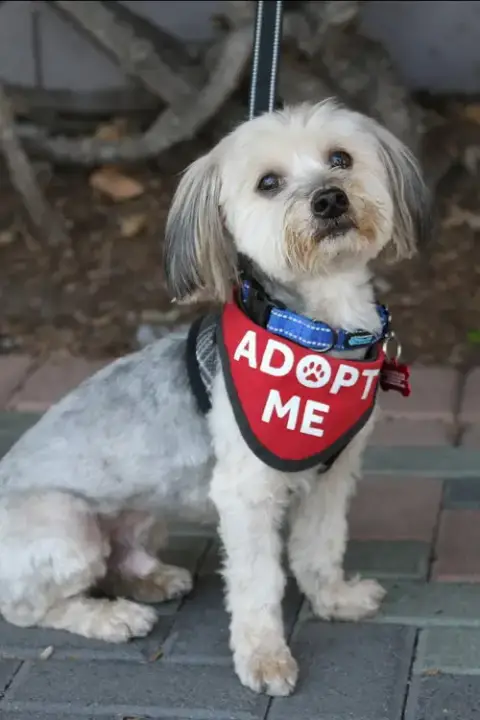 Max & Pookie * Bonded Pair*