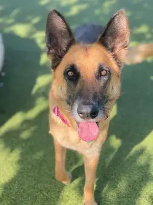 Bagheera