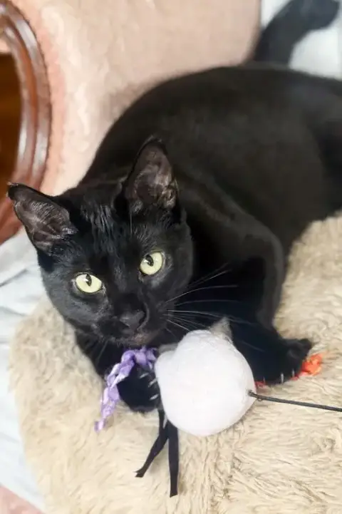 Elvira photo 3