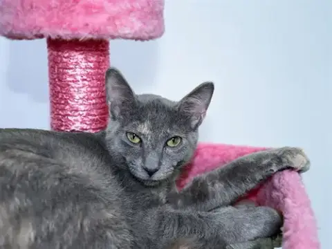 Suki