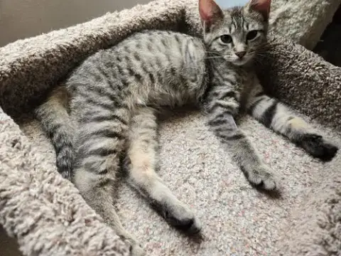 Chevy =^.^=