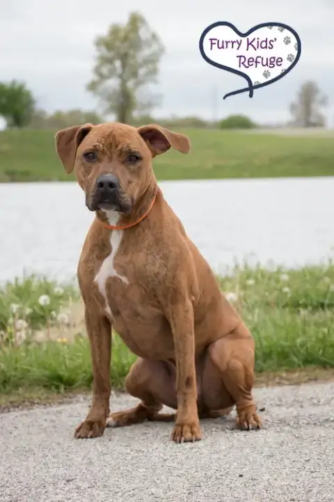 Indy