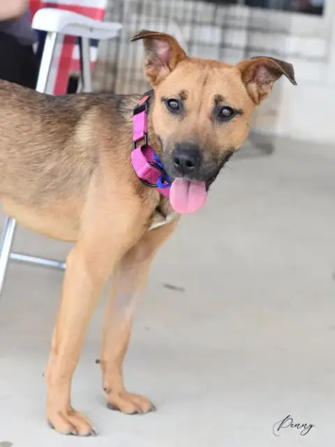 Penny
