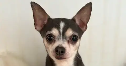 Ozzy #6757
