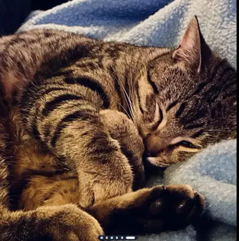 Ollie
