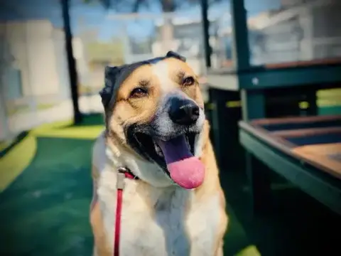 Kaya