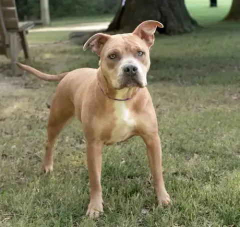 Rosie