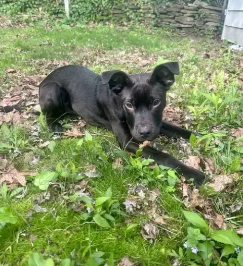 Dobby photo 2