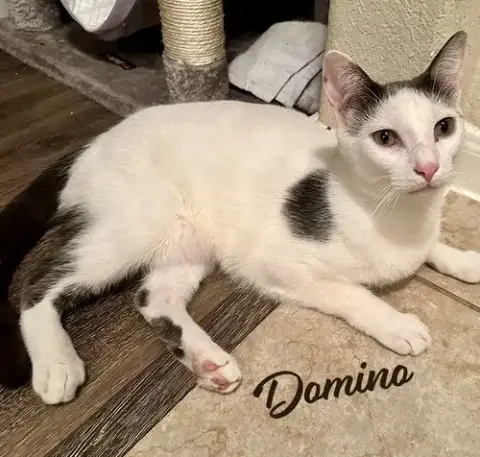 Domino #Buoyantly-Friendly