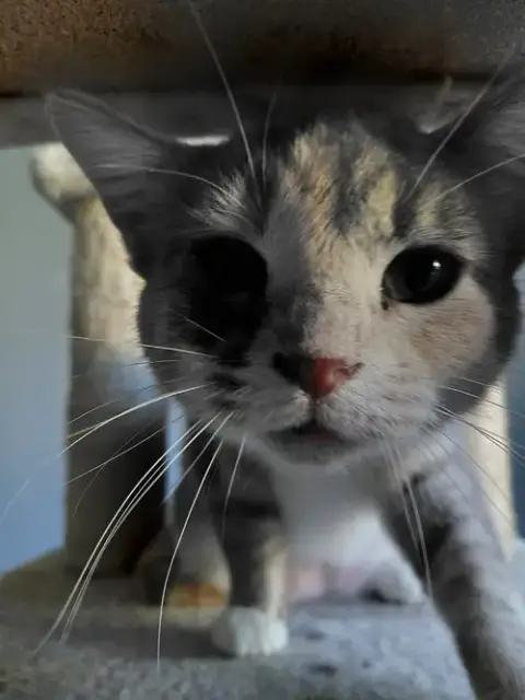 Zeva photo 4