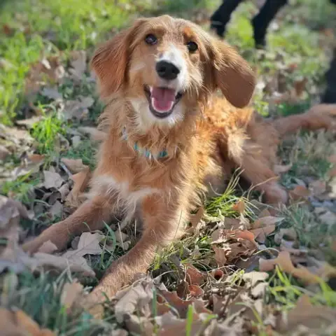 Cinnamon photo 2