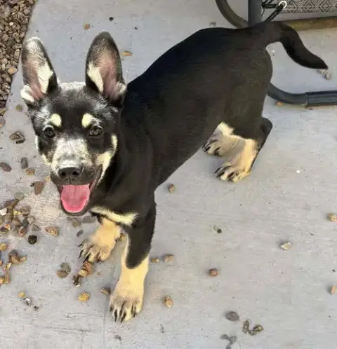 Cali Litter