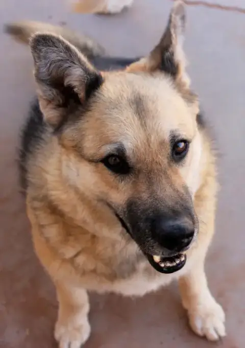 Sadie photo 4