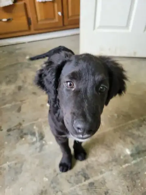 Gizmo
