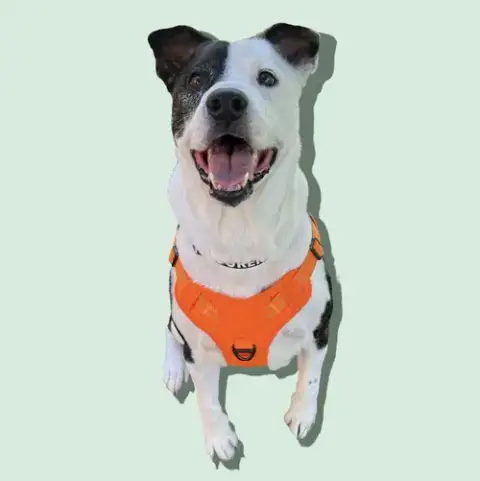 Petey photo 5