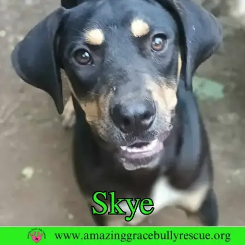 Skye photo 5