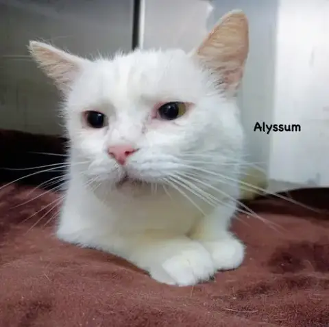 Alyssum