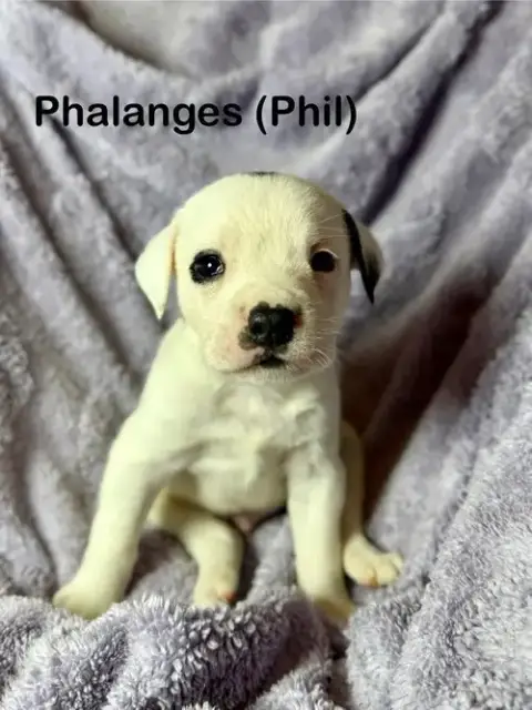 Phil