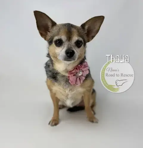 Thalia