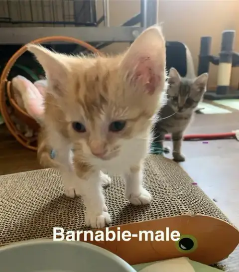Barnabie