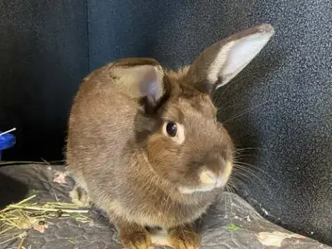 Cadbury