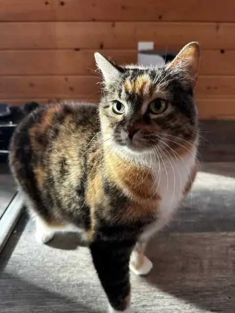 Sahara