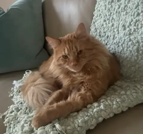 Taffy
