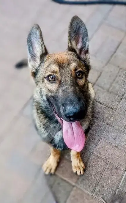 Max Puppy photo 2