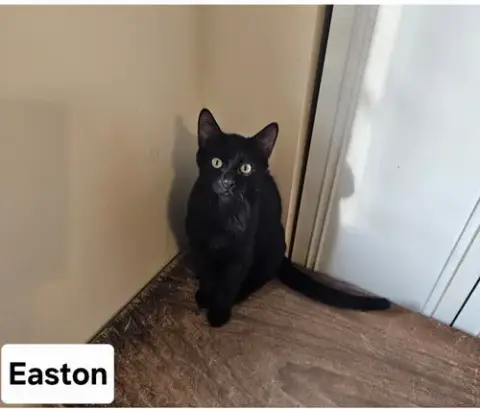 Easton.     Ml