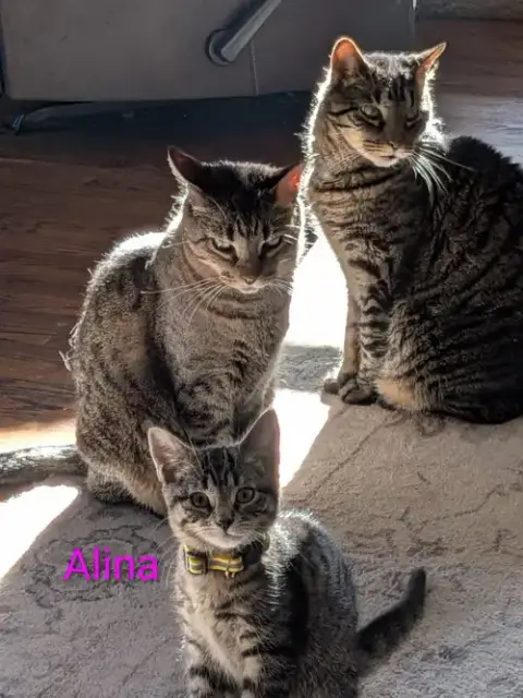 Alina photo 4