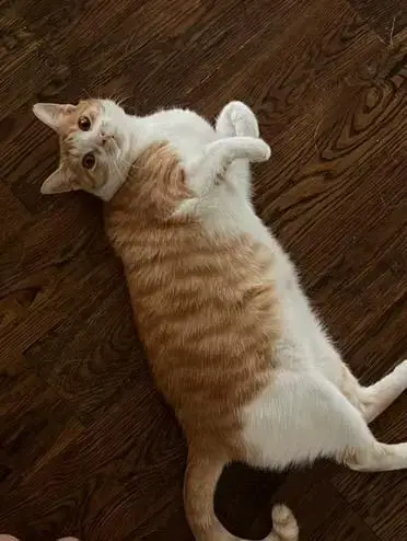 Owen