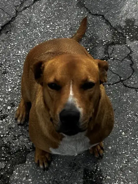 Courtesy Post: Mia & Canela photo 3