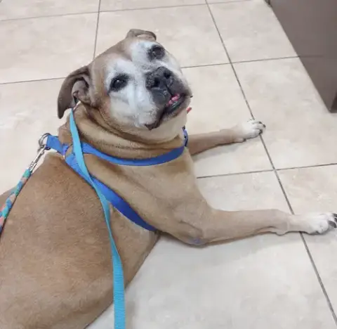Delilah