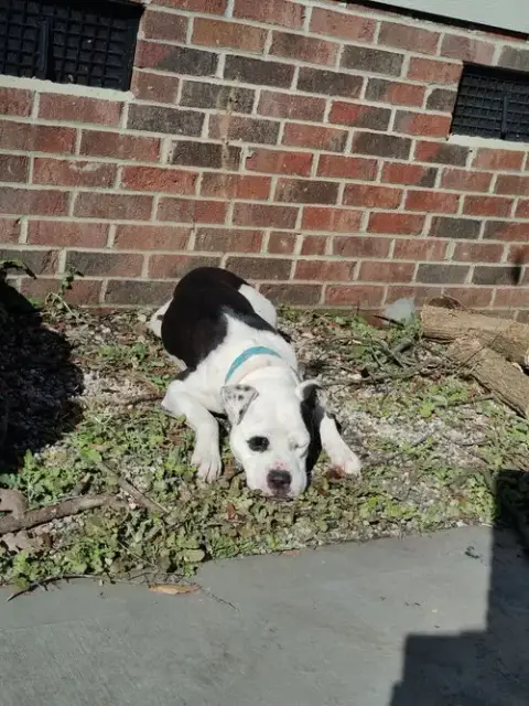 Olive photo 2