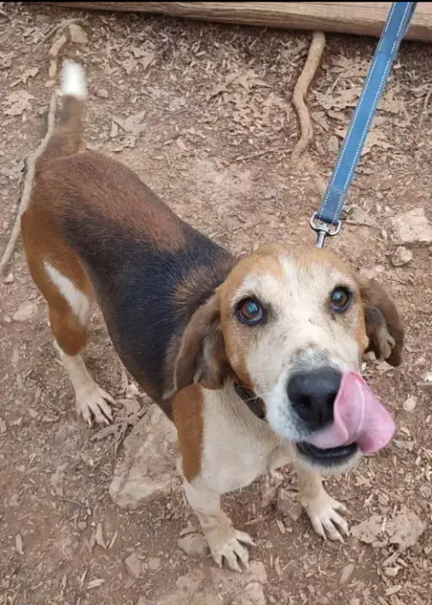 Alexander:  Not At The Shelter photo 4
