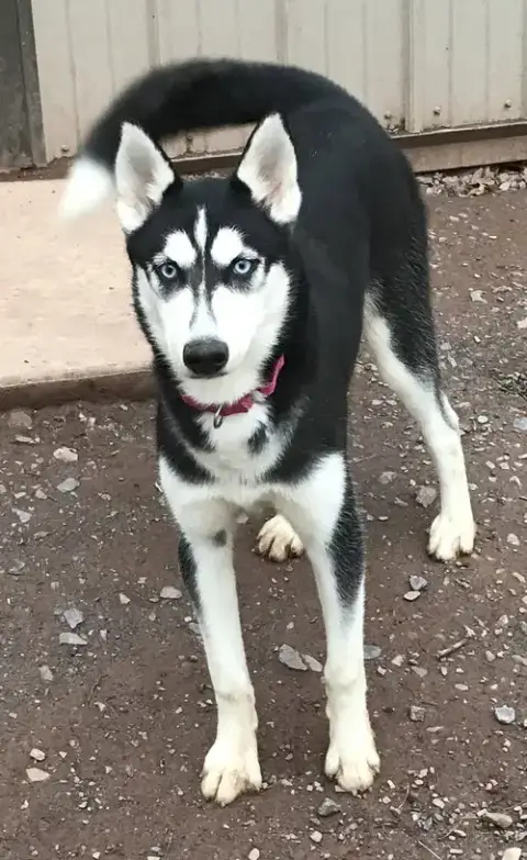 Sasha photo 3