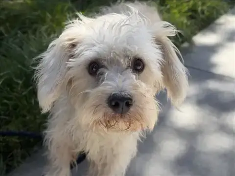 Osito